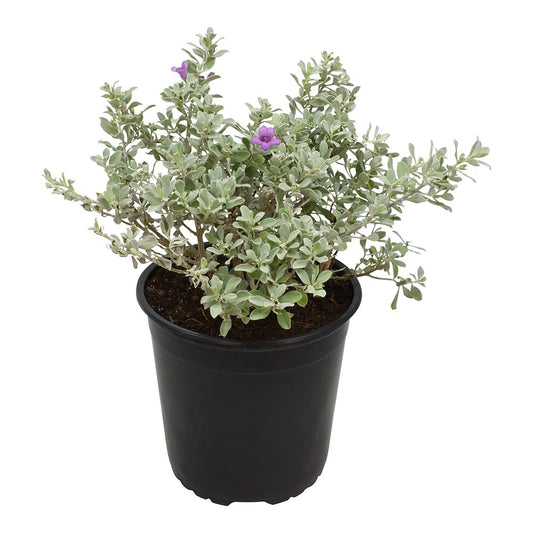 1G Silverado Sage Plant, Shrubs Live in Planters for Outdoor Plants Live, Live Plants Gardening Gifts, Live Plant Front Porch Decor, Sage Plants Edging for Landscaping, Garden Decor By Plants for Pets