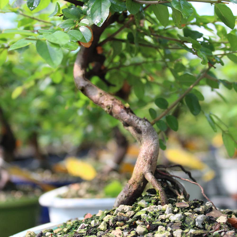 Brussel's Bonsai Live Chinese Sweet Plum Indoor Bonsai Tree - 5 Years Old 6" to 10" Tall with Decorative Container,