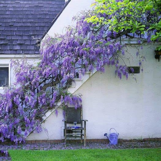 10pcs Japanese Wisteria Floribunda Purple Ornamental Vine Climber Seeds - Exquisite Beauty for Your Garden