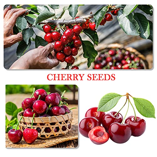 1100pcs Mixed Fruit Seeds Berry Seeds for Planting 200pcs Strawberry 200pcs Raspberry 200pcs Mulberry 200pcs Blueberry 200pcs Elderberry 10pcs Cherry - Individually Packaged