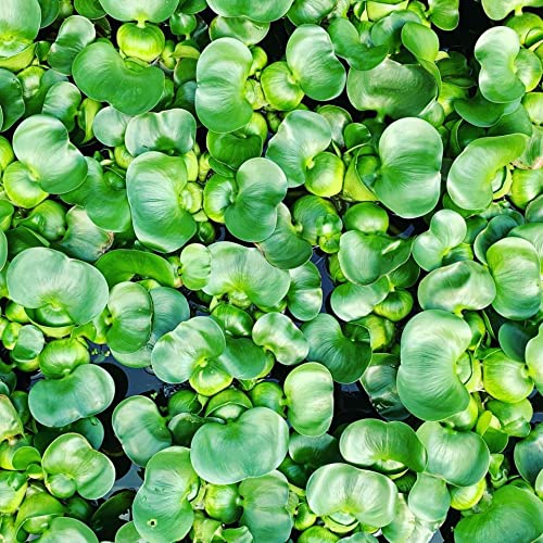 Bundle of 3 Water Hyacinth Floating Pond Plants Live Aquatic Plant Great for Koi Ponds Flowering and Fast Growing Hyacinths Cannot Ship to Some States (3)