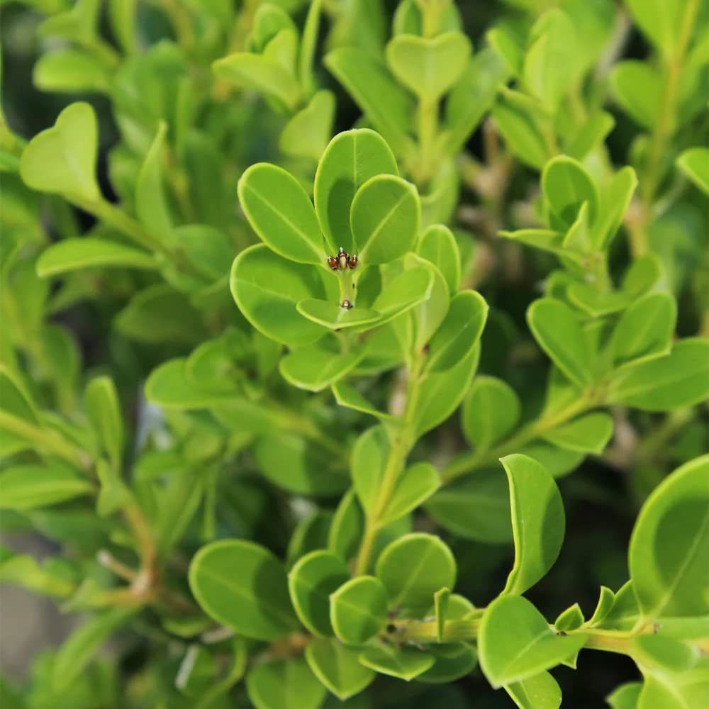 QAUZUY GARDEN 20 Wintergreen Japanese Boxwood/Buxus Microphylla/Littleleaf Box Seeds Ornamental Showy Perennial Evergreen Shrub Tree Plant Striking Hedge Fence