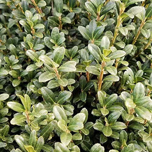 Japanese Sky Pencil (2.5 Quart) Holly Ilex Crenata | Tall Evergreen Privacy Screen - Unique Ornamental Berries