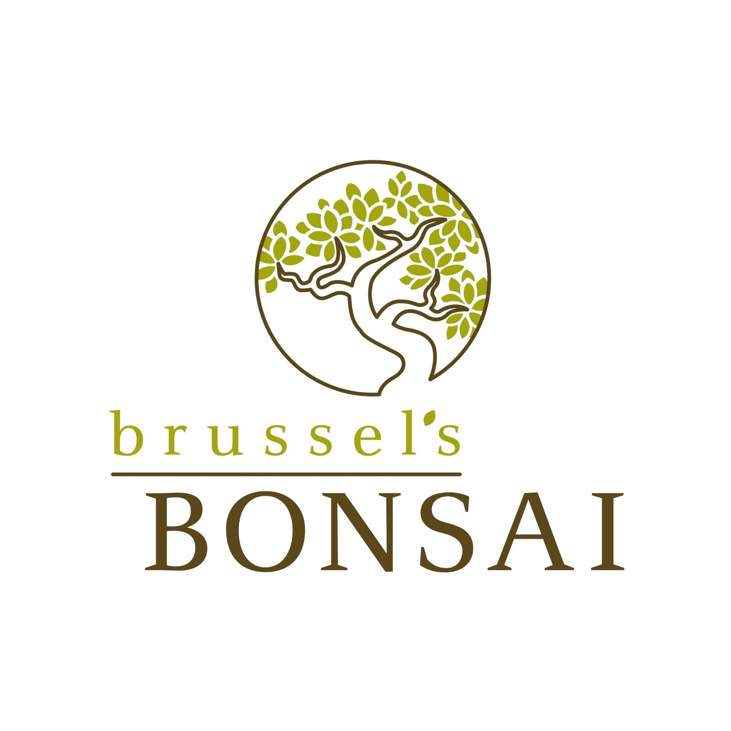 Brussel's Bonsai Live Satsuki Azalea Bonsai, Outdoor, Live Flowering Bonsai Tree - Small, 5 Years Old, 5 to 8 inches Tall - Ceramic Bonsai Pot