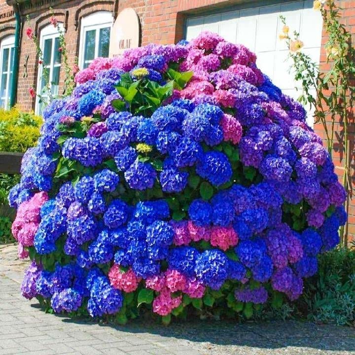 30pcs Blue Pink Purple Hydrangea Seeds - Stunning and Resilient Perennial Flowers for Your Garden