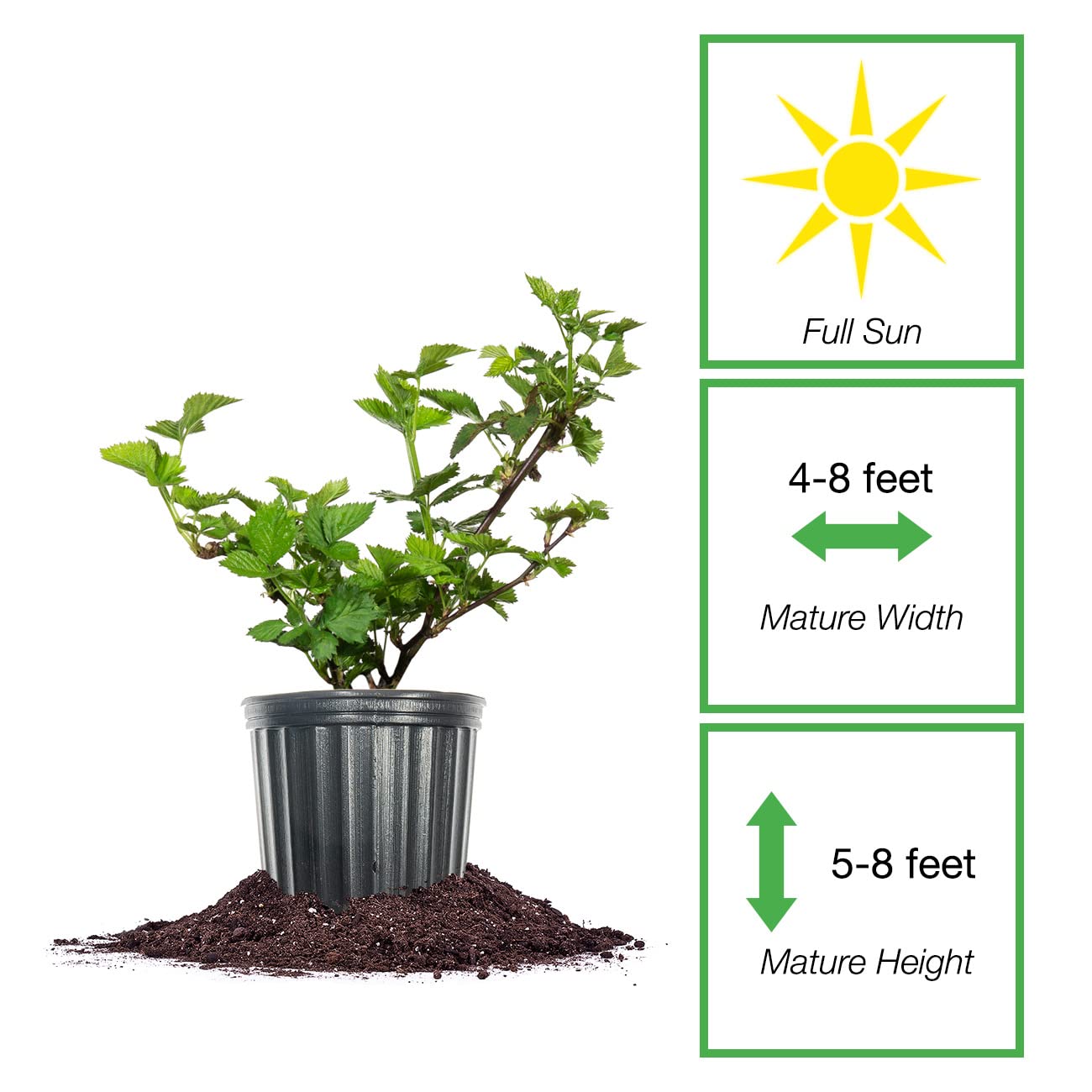 PERFECT PLANTS Apache BlackBerry Bush 1 Gallon | Live Thornless Fruit for Outdoor Planting | Fresh Fruits for Home Gardens | Dark Purple Berries Emerge During Early Summer