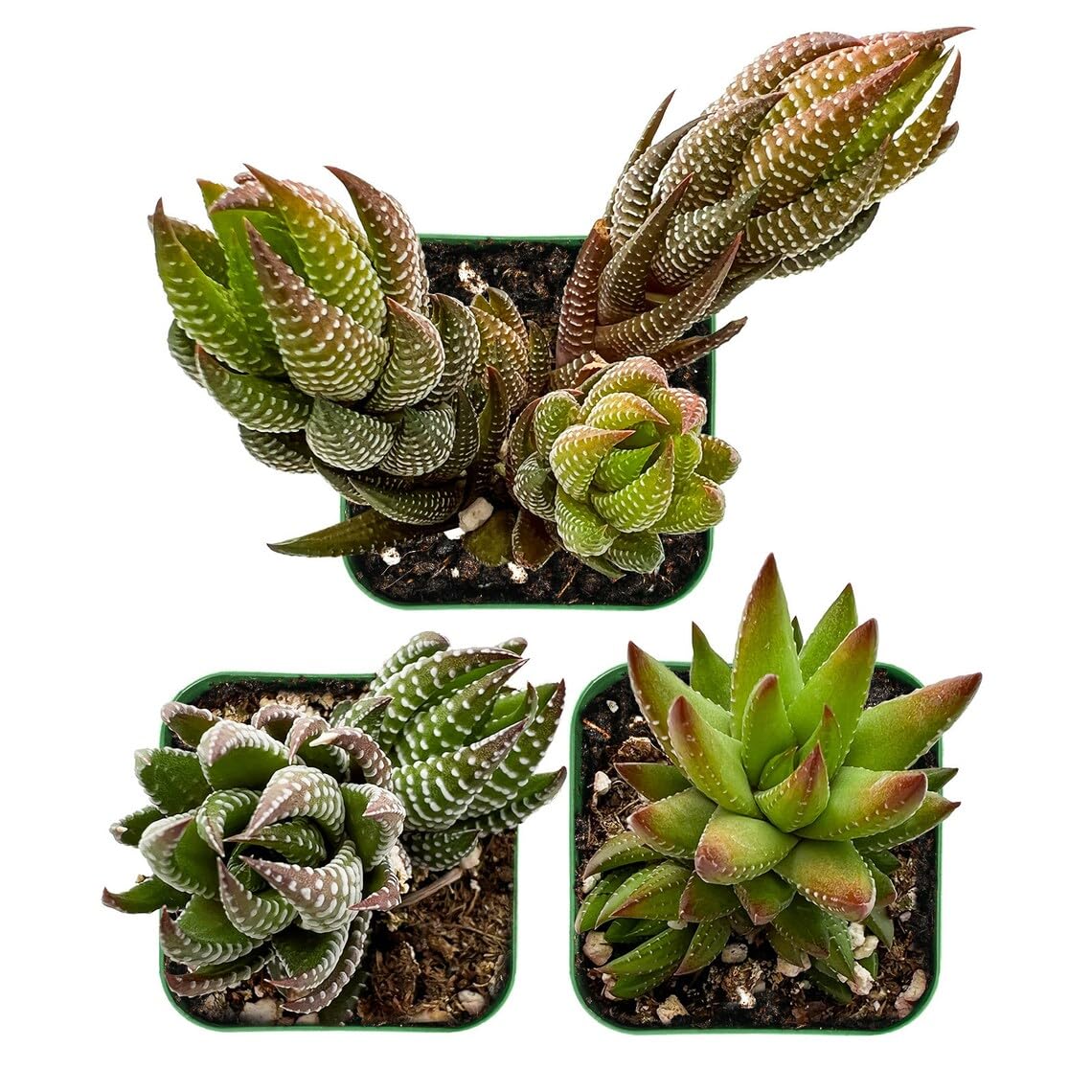 Sprout N Green Haworthia Collection, 3 Live Succulent Plant Fully Rooted in 2inch Starter Pot, Home Office Indoor Outdoor Wedding Decoration DIY Projects Party Favor