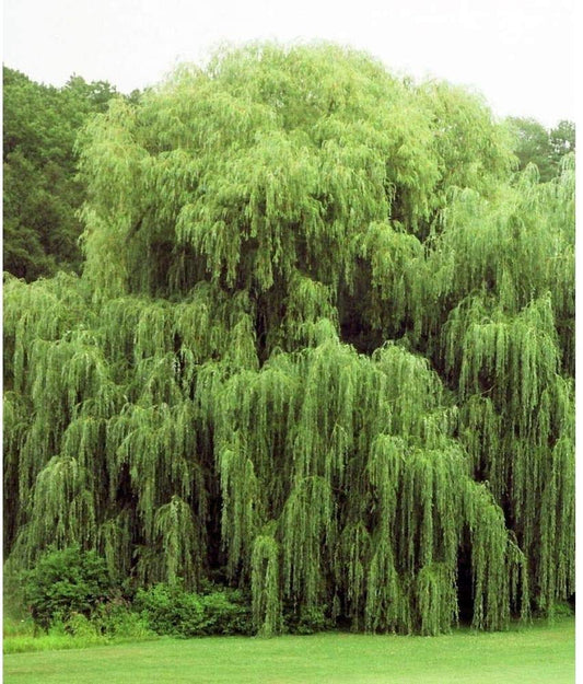2 Golden Weeping Willow Trees - Ready to Plant - Live Plants - Beautiful Arching Canopy