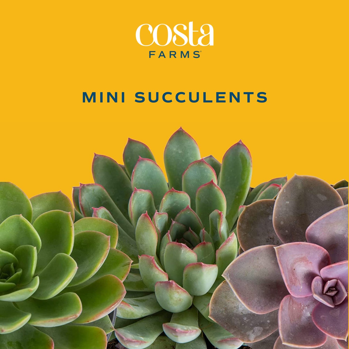 Costa Farms Succulents (6 Pack), Live Mini Succulent Plants, Grower's Choice Live Houseplants, Potted in Nursery Plant Pots, Potting Soil, Gift for Bulk Baby Shower, Bridal Shower, DIY Room Decor