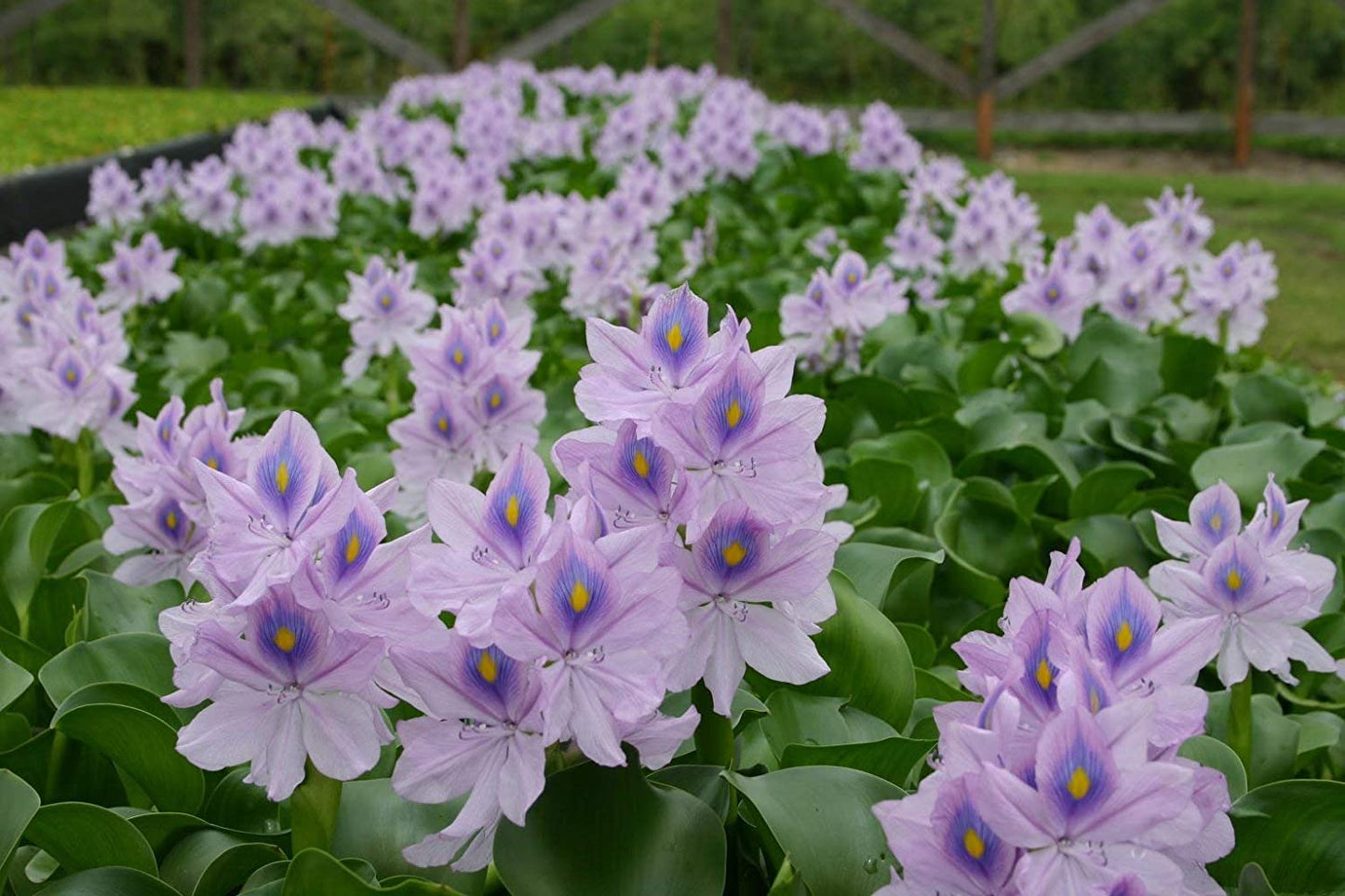 Floating Plants for Water Gardens and Ponds (Water Hyacinth)