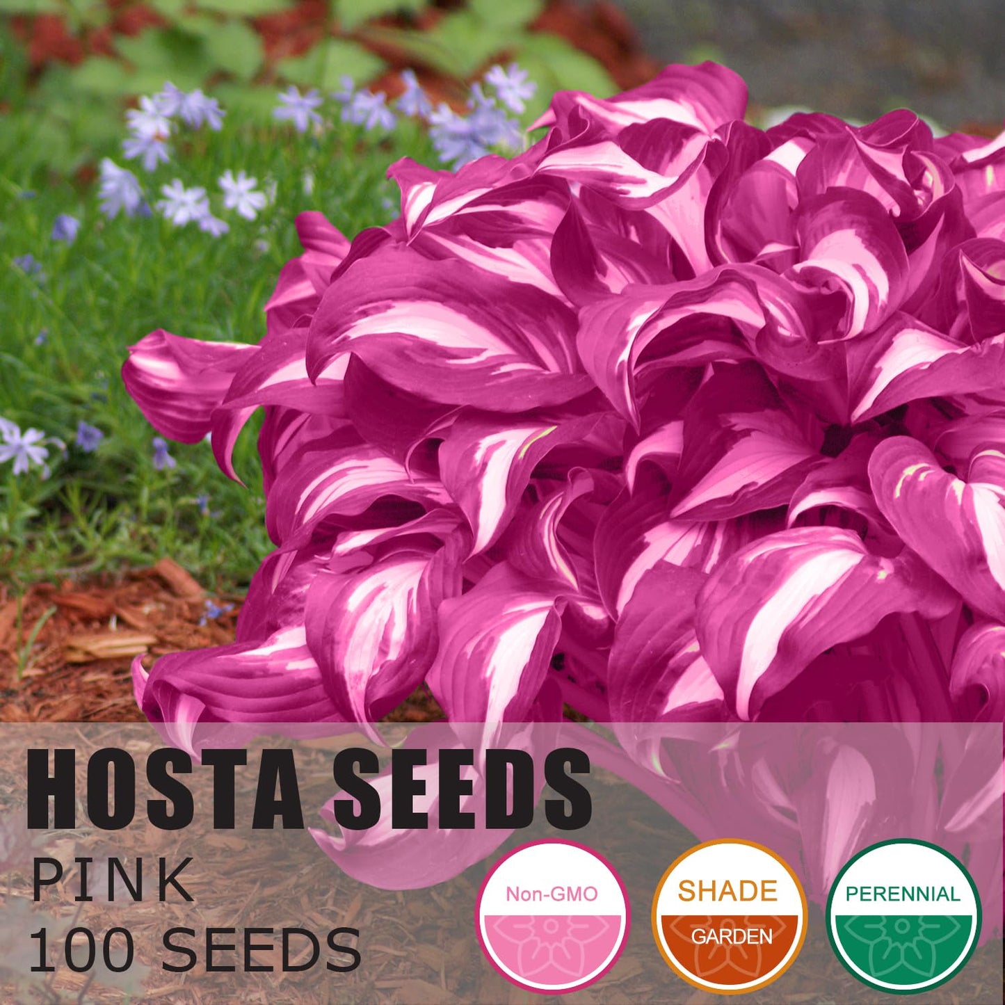 PLATAGO Hosta Seeds Perennial Hosta Plants Grow Easily Pink Hostas Bulbs for Planting Outdoor Patio Garden Shade Low Maintenance 100pcs