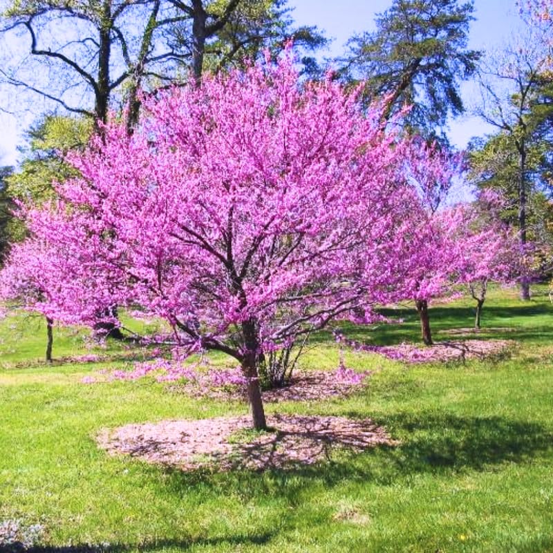 Pack 5 Eastern Redbud Trees Live Plants Bare Roots Seedlings, 12 to 24 Inch Tall, Red Bud Tree Plants Live, Purple Lavender Redbud Blooms Color