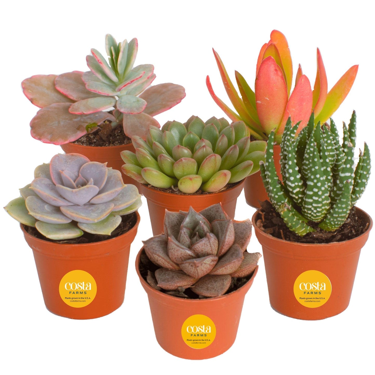 Costa Farms Succulents (6 Pack), Live Mini Succulent Plants, Grower's Choice Live Houseplants, Potted in Nursery Plant Pots, Potting Soil, Gift for Bulk Baby Shower, Bridal Shower, DIY Room Decor