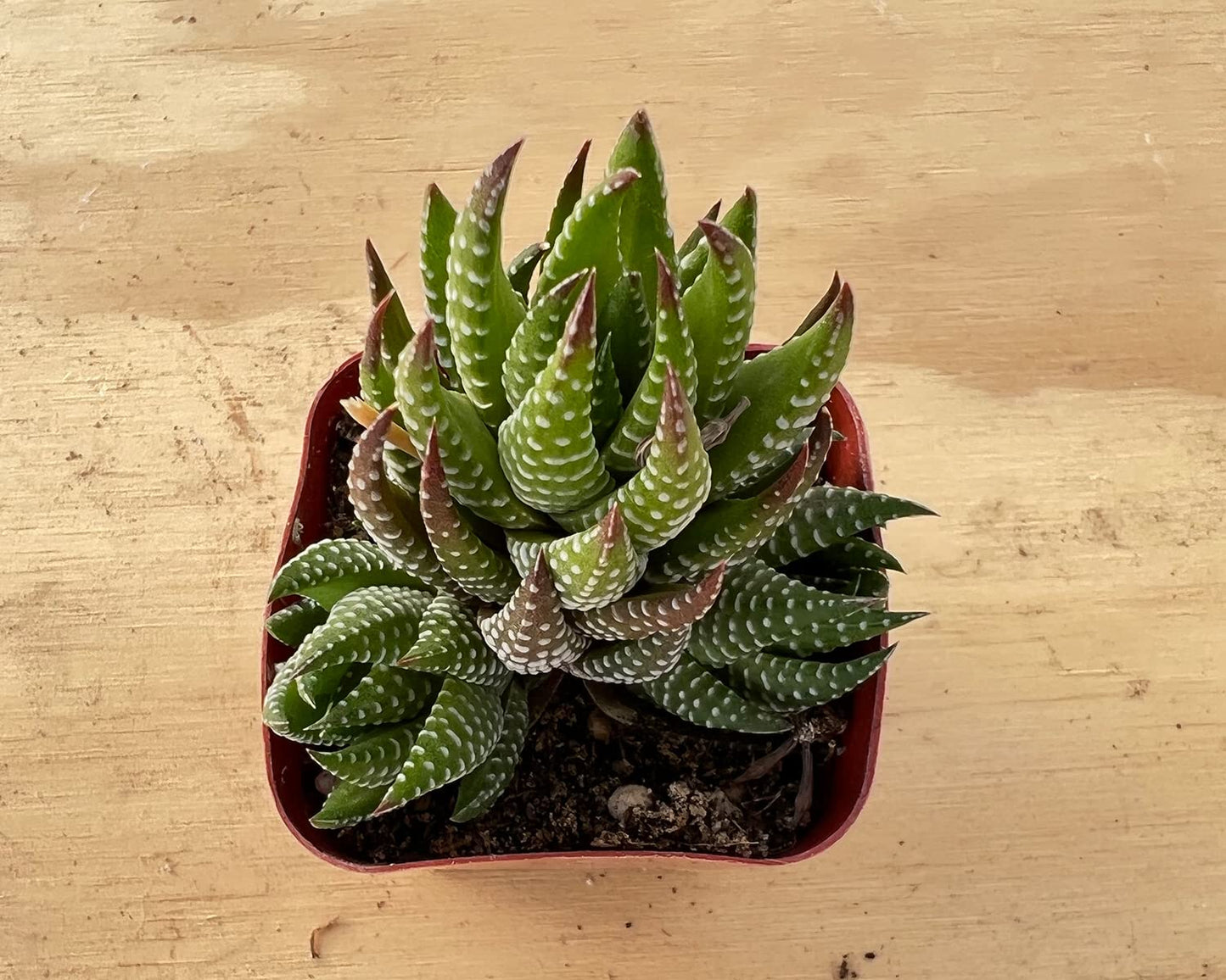 Sprout N Green Haworthia Collection, 3 Live Succulent Plant Fully Rooted in 2inch Starter Pot, Home Office Indoor Outdoor Wedding Decoration DIY Projects Party Favor