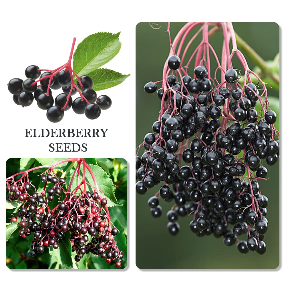 1100pcs Mixed Fruit Seeds Berry Seeds for Planting 200pcs Strawberry 200pcs Raspberry 200pcs Mulberry 200pcs Blueberry 200pcs Elderberry 10pcs Cherry - Individually Packaged