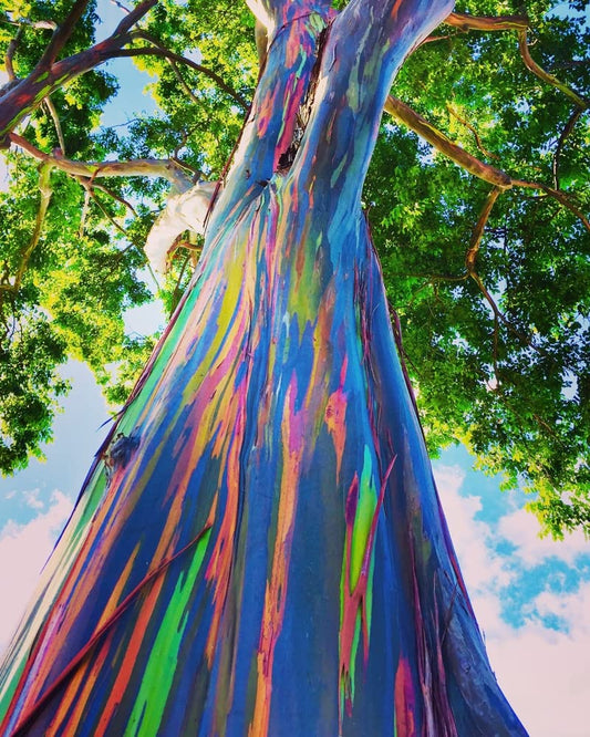 Rainbow Eucalyptus Tree Seeds - 50 Seeds - Stunning Colored Bark - Eucalyptus deglupta