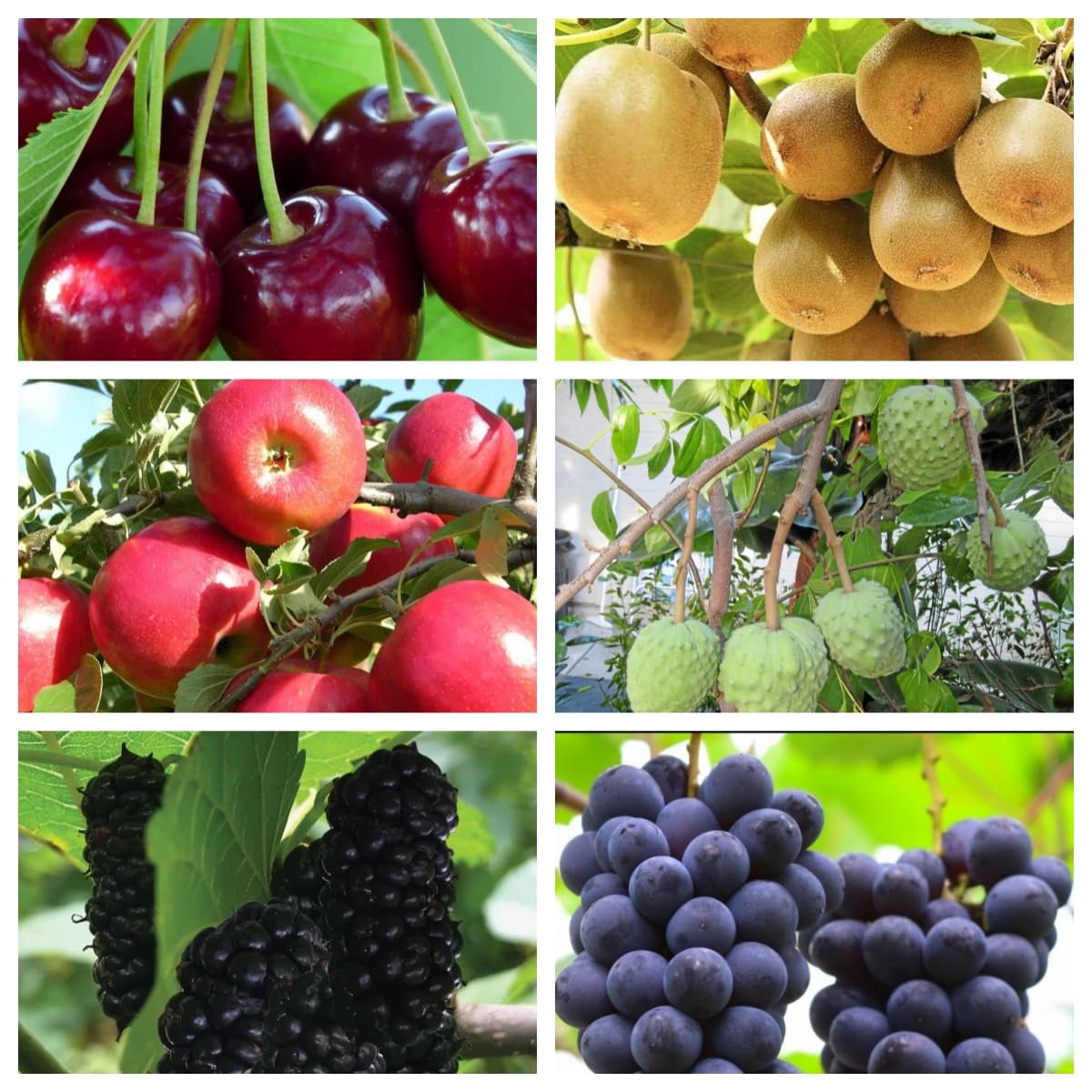 Mixed Fruit Seeds for Planting - 100 Grape 100 Apple 100 Kiwi 100 Cherimoya 10 Mulberry 20 Cherry - Fresh Fruit Seeds, Non GMO Seeds