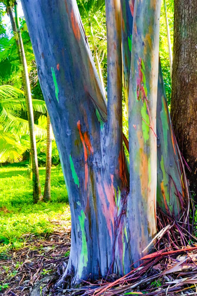 Rainbow Eucalyptus Tree Seeds - 50 Seeds - Stunning Colored Bark - Eucalyptus deglupta