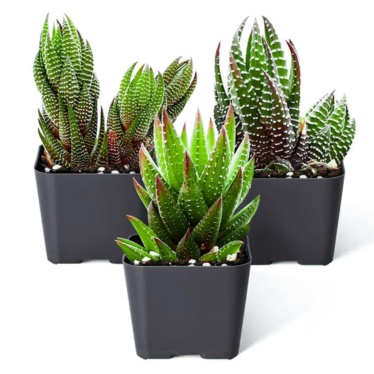 Sprout N Green Haworthia Collection, 3 Live Succulent Plant Fully Rooted in 2inch Starter Pot, Home Office Indoor Outdoor Wedding Decoration DIY Projects Party Favor