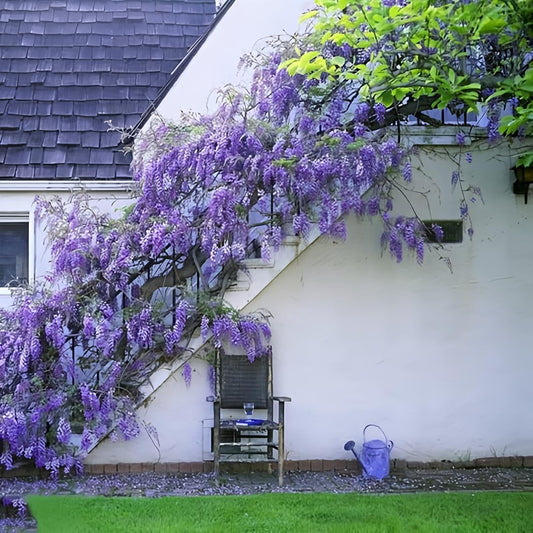 10pcs Japanese Wisteria Floribunda Purple Ornamental Vine Climber Seeds - Exquisite Beauty for Your Garden