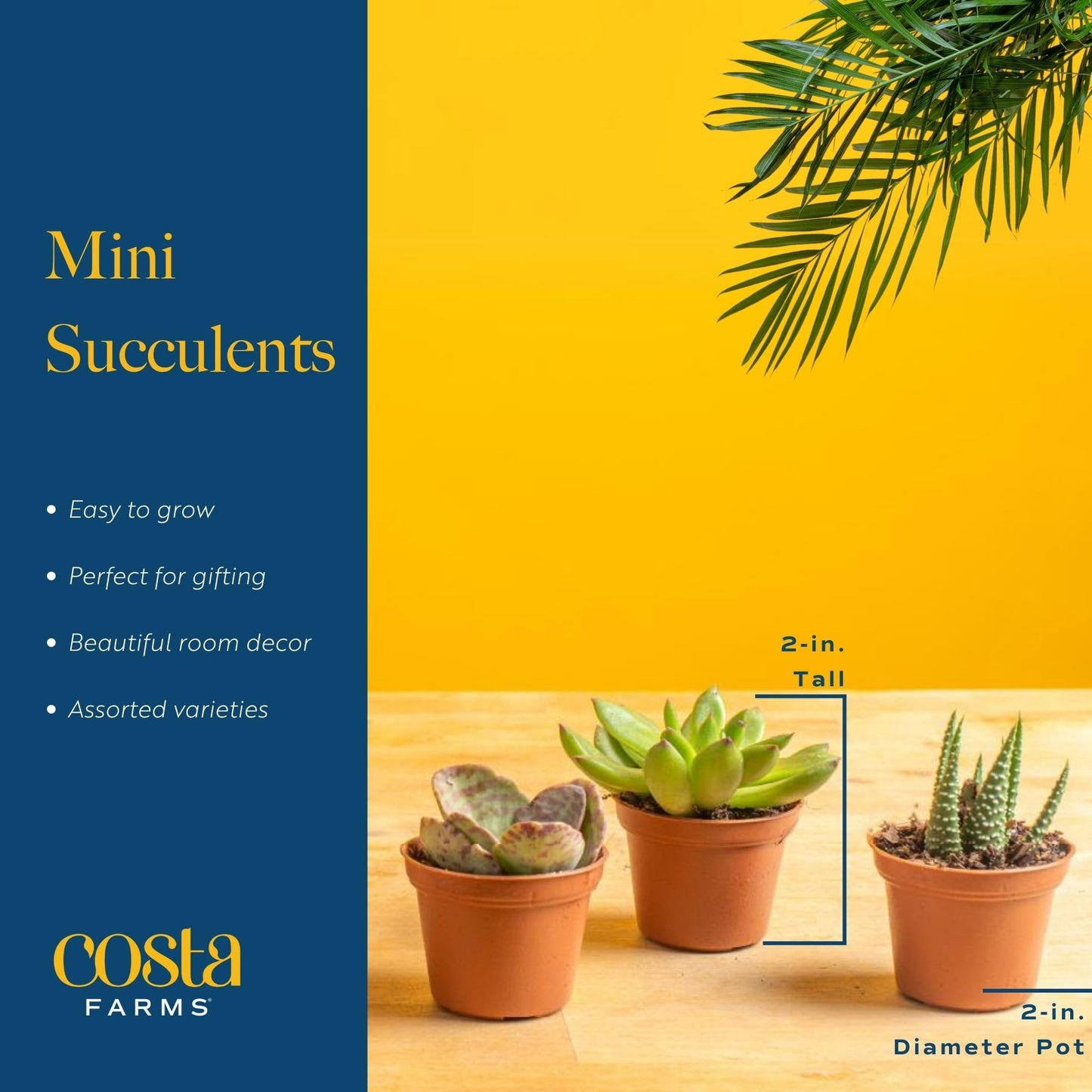 Costa Farms Succulents (6 Pack), Live Mini Succulent Plants, Grower's Choice Live Houseplants, Potted in Nursery Plant Pots, Potting Soil, Gift for Bulk Baby Shower, Bridal Shower, DIY Room Decor