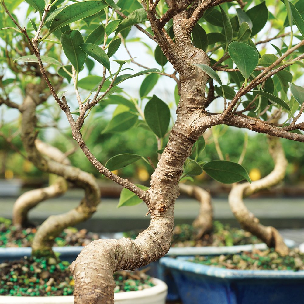 Brussel's Bonsai CT2005GGF Indoor Bonsai, Golden Gate Ficus, SMALL, Green