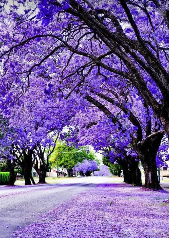 Purple Jacaranda Seeds Jacaranda Mimosifolia Fern Tree Black Poui 20 Seeds