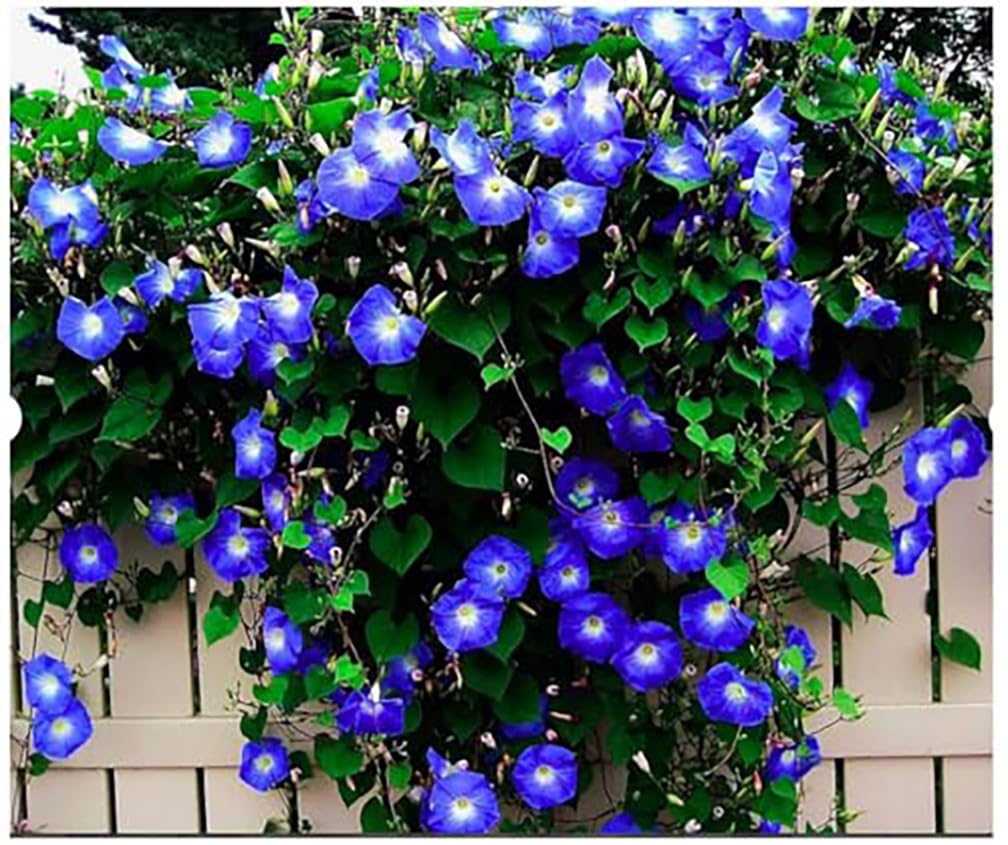 250 Heavenly Blue Morning Blooming Vine Seeds - Wonderful Climbing Heirloom Vine - Non GMO and Neonicotinoid Seed. Marde Ross & Company