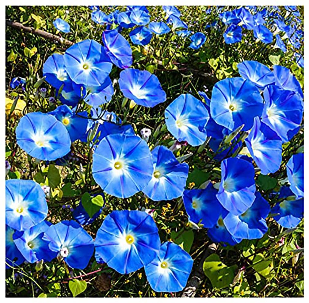 250 Heavenly Blue Morning Blooming Vine Seeds - Wonderful Climbing Heirloom Vine - Non GMO and Neonicotinoid Seed. Marde Ross & Company