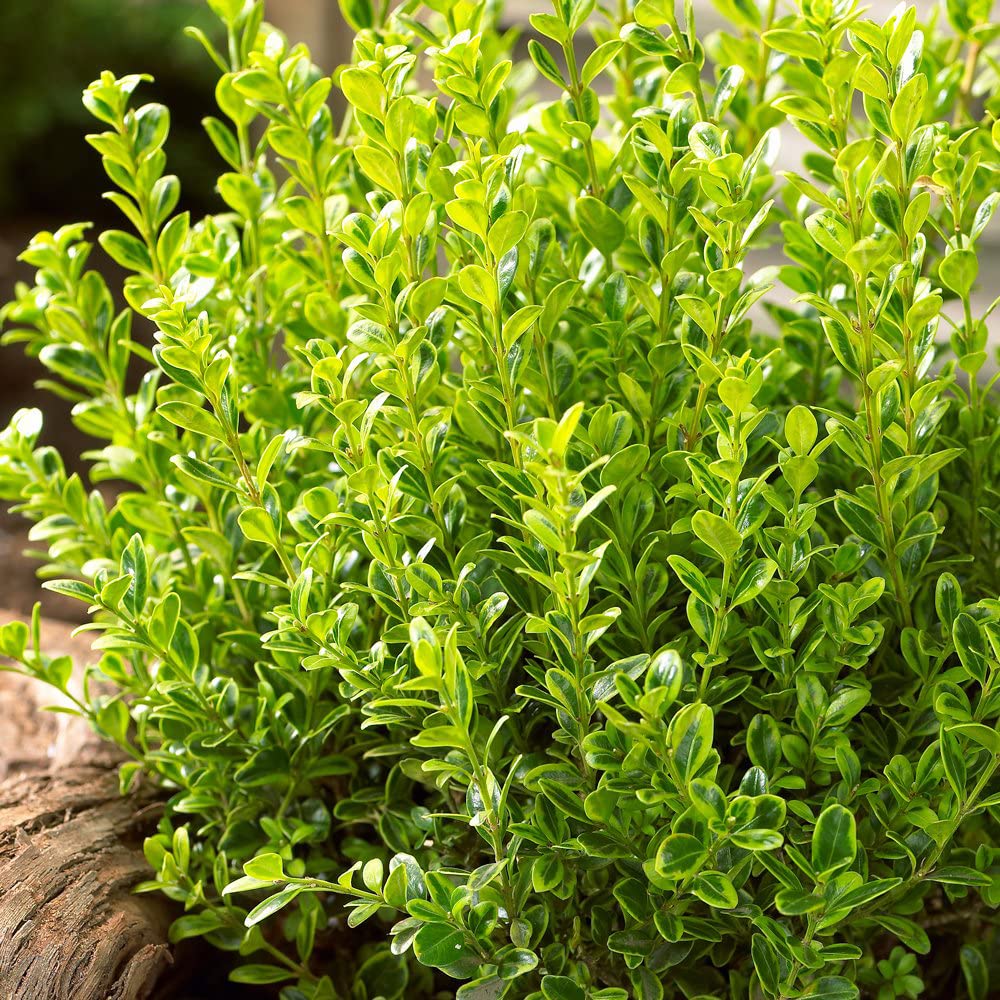 QAUZUY GARDEN 20 Wintergreen Japanese Boxwood/Buxus Microphylla/Littleleaf Box Seeds Ornamental Showy Perennial Evergreen Shrub Tree Plant Striking Hedge Fence