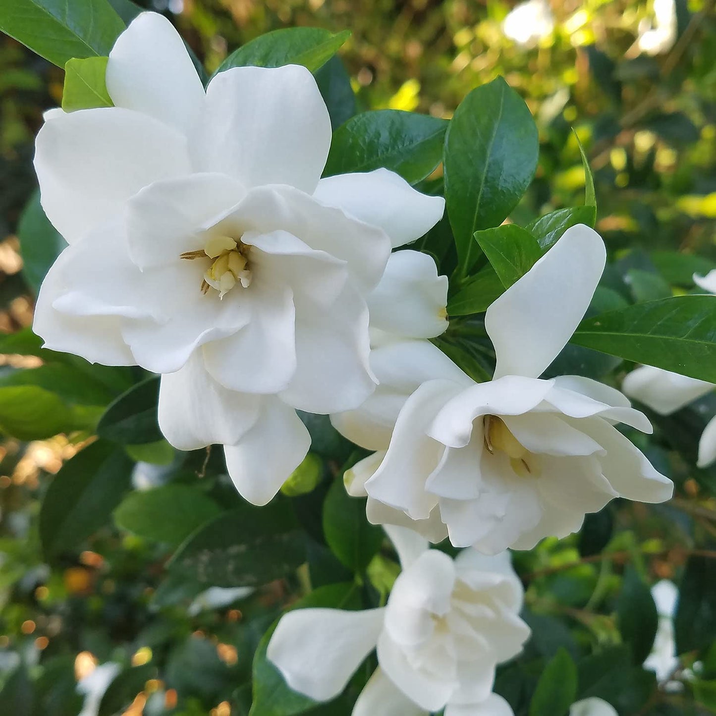 Southern Living Plant Collection Jubilation Gardenia, 2.5 Quart, White Fragrant Blooms and Glossy Green Foliage