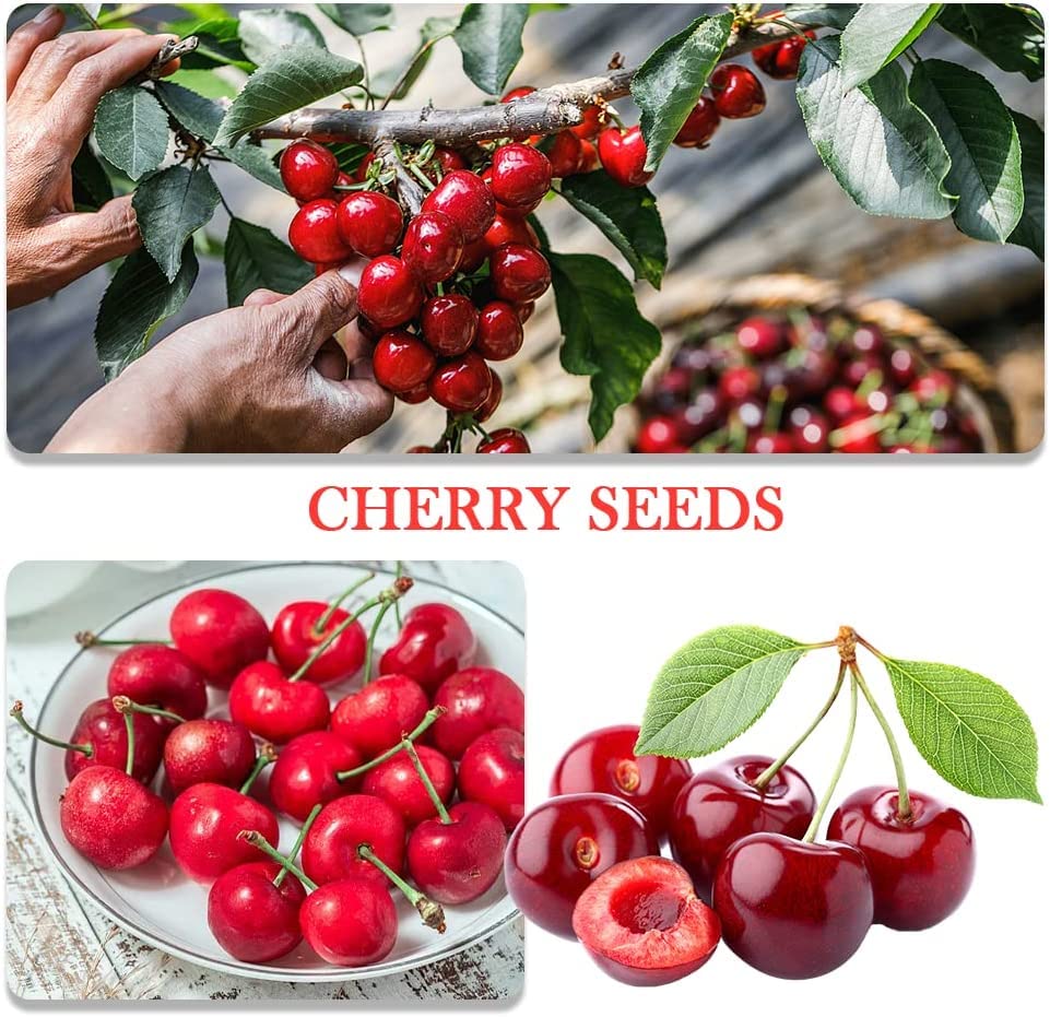 Mix Dwarf Bonsai Fruit Tree Seeds for Planting, 50+ Lemon Tree Seeds 50+ Cherry Tree Seeds 50+ Orange Tree Seeds 50+ Apple Seeds, 4 Variety Individual Packs, Organic Heirloom Fruit Seeds