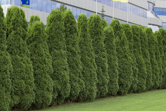 50 American Arborvitae Tree Seeds | Giant Thuja Tree, Thuja occidentalis | Privacy or Landscaping Tree