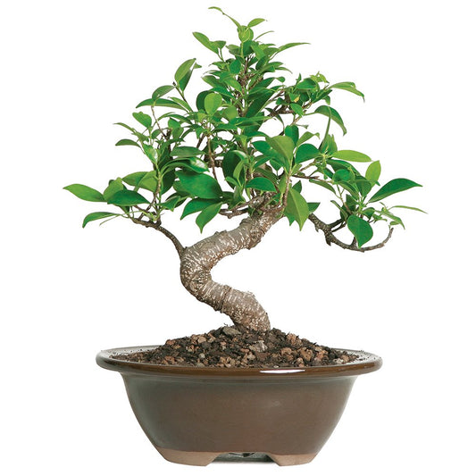 Brussel's Bonsai CT2005GGF Indoor Bonsai, Golden Gate Ficus, SMALL, Green