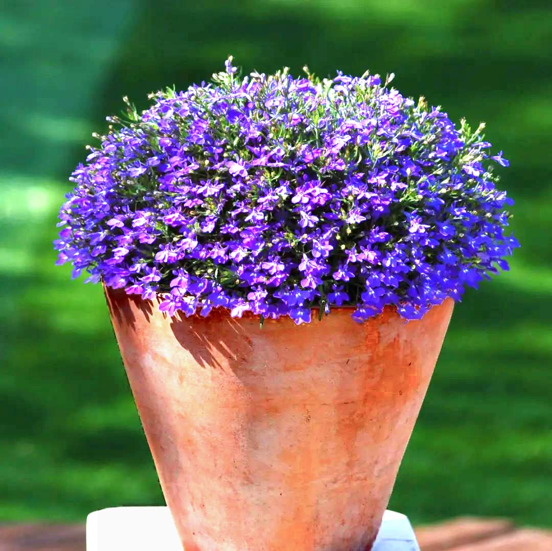 1000+ Mix Creeping Thyme Seeds for Planting, Thymus Serpyllum Heirloom, Ground Cover Plants Easy to Plant and Grow, Purple Red Green Blue Purple White Flowers