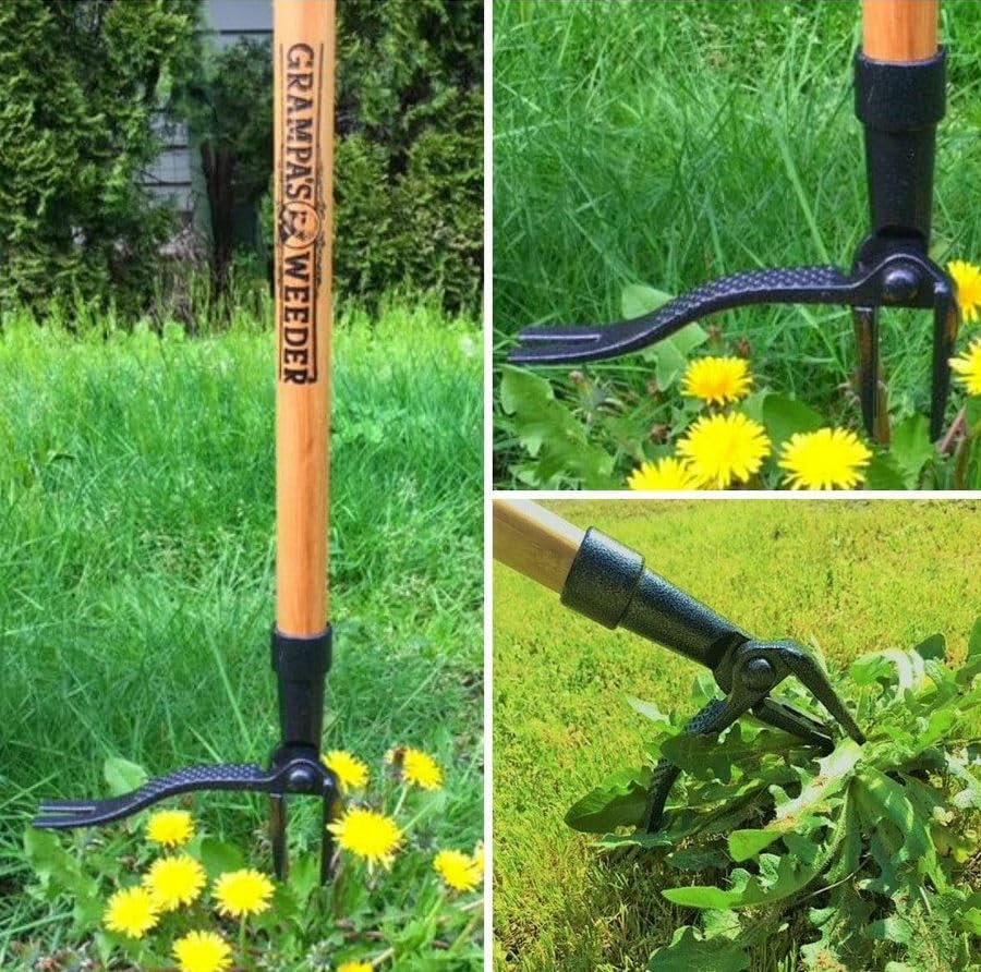 Grampa's Weeder - The Original Stand Up Weed Puller Tool with Long Handle - Made with Real Bamboo & 4-Claw Steel Head Design - Easily Remove Weeds Without Bending, Pulling, or Kneeling.