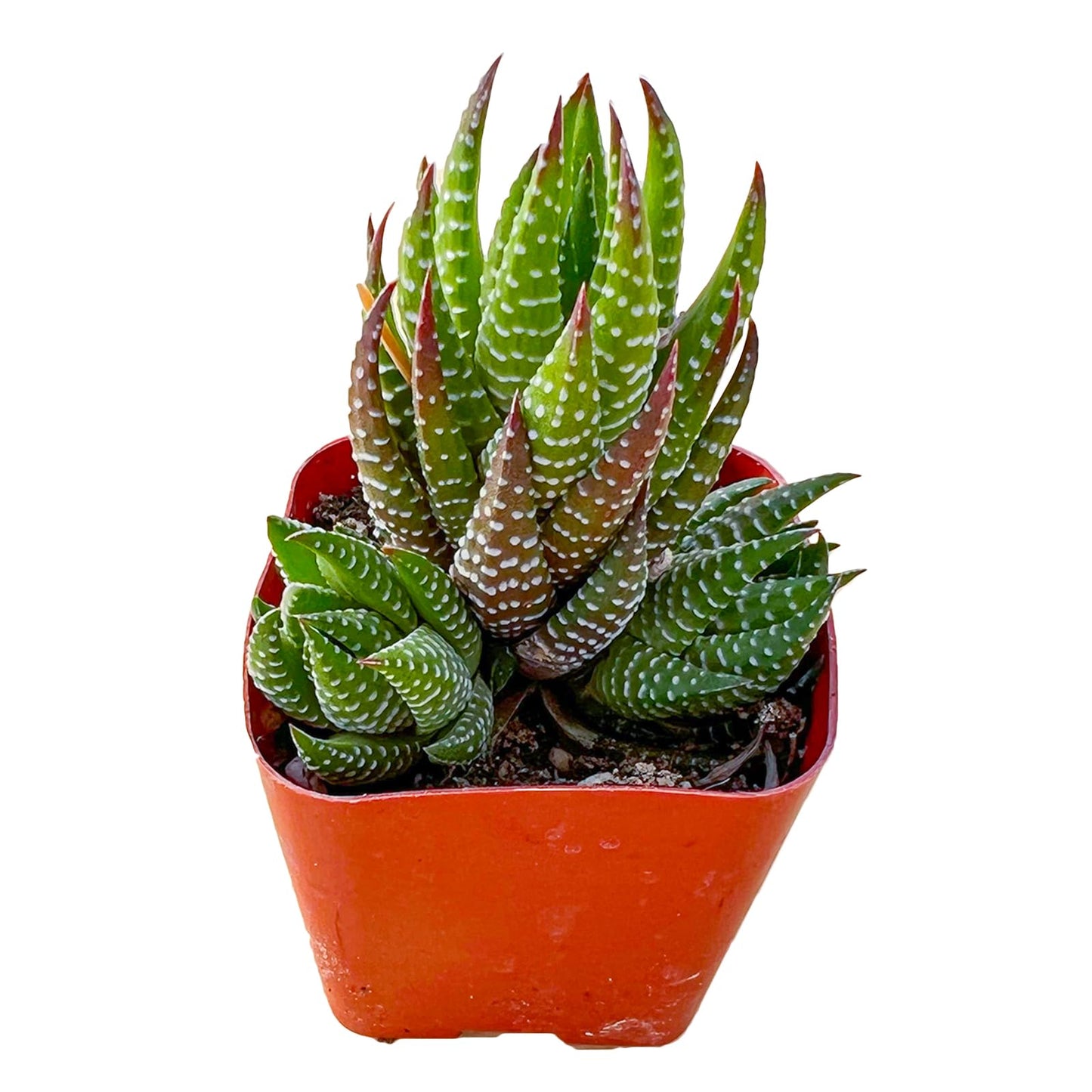 Sprout N Green Haworthia Collection, 3 Live Succulent Plant Fully Rooted in 2inch Starter Pot, Home Office Indoor Outdoor Wedding Decoration DIY Projects Party Favor