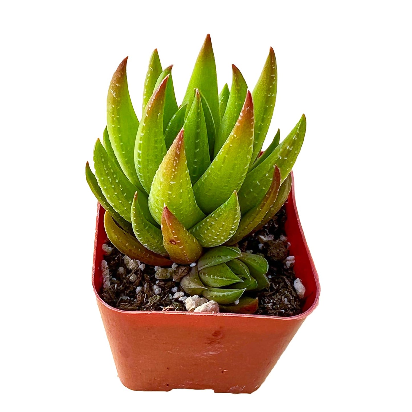 Sprout N Green Haworthia Collection, 3 Live Succulent Plant Fully Rooted in 2inch Starter Pot, Home Office Indoor Outdoor Wedding Decoration DIY Projects Party Favor