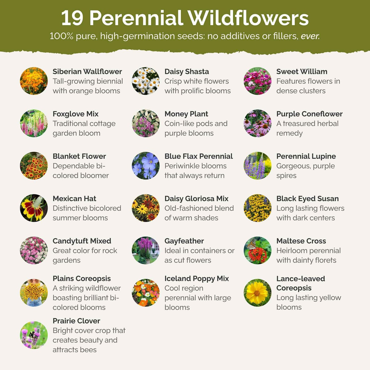 Eden Brothers All Perennial Wildflower Mixed Seeds for Planting, 1/4 lb, 120,000+ Seeds with Lupine, Shasta Daisy | Attracts Pollinators, Plant in Spring or Fall, Zones 3, 4, 5, 6, 7, 8, 9, 10