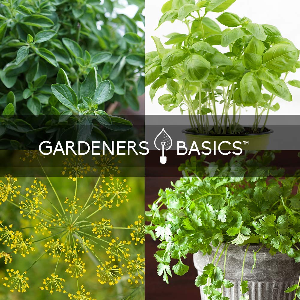 Gardeners Basics, 15 Herb Seeds For Planting Varieties Heirloom Non-GMO 5200+ Seeds Indoors, Hydroponics, Outdoors - Basil, Catnip, Chive, Cilantro, Oregano, Parsley, Peppermint, Rosemary and More