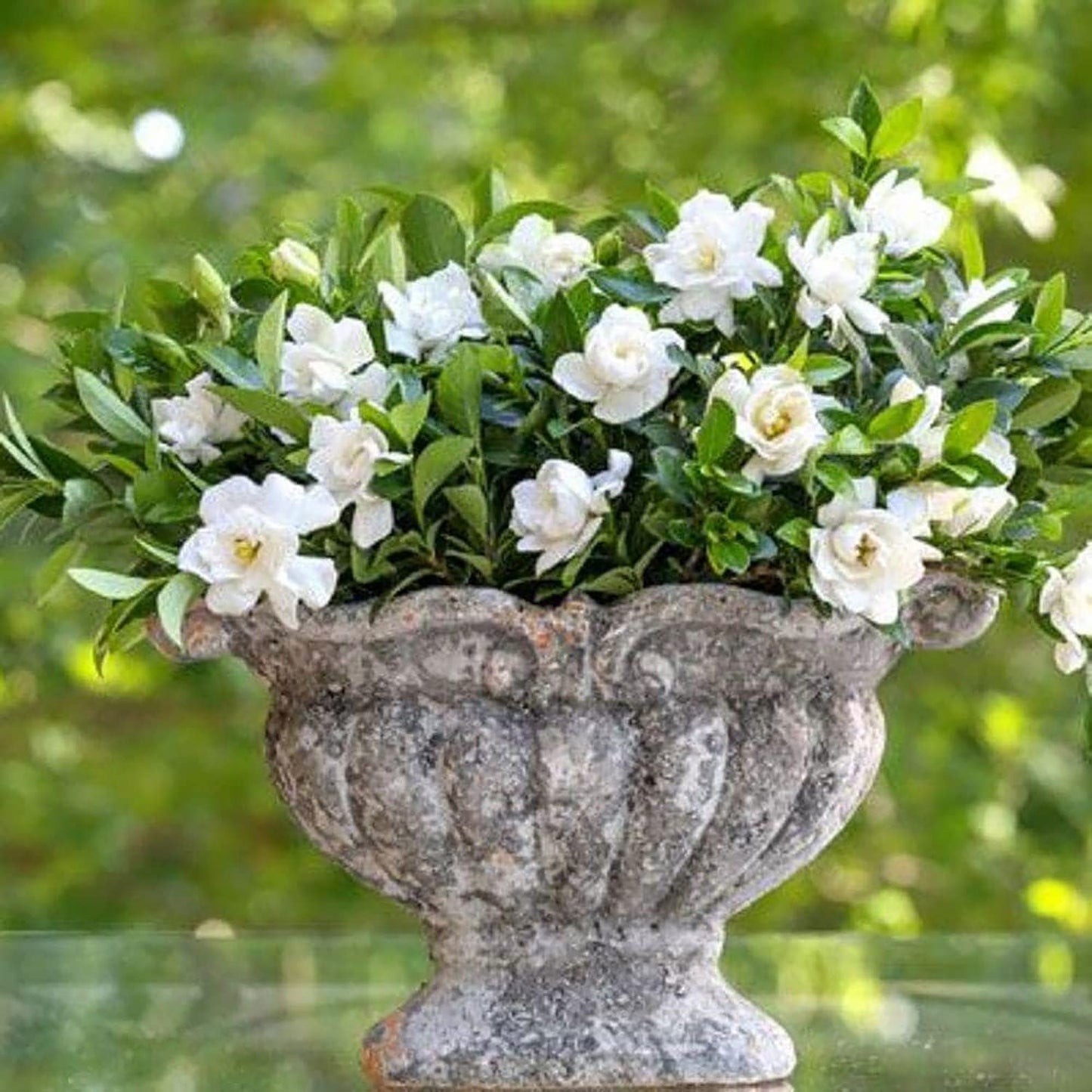 Southern Living Plant Collection Jubilation Gardenia, 2.5 Quart, White Fragrant Blooms and Glossy Green Foliage