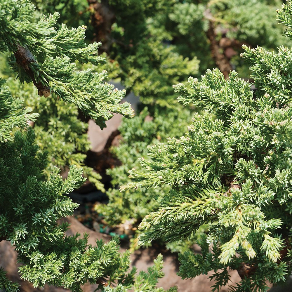 Brussel's Live Green Mound Juniper Outdoor Bonsai Tree - 5 Years Old; 8" to 12" Tall with Decorative Container, Humidity Tray & Deco Rock