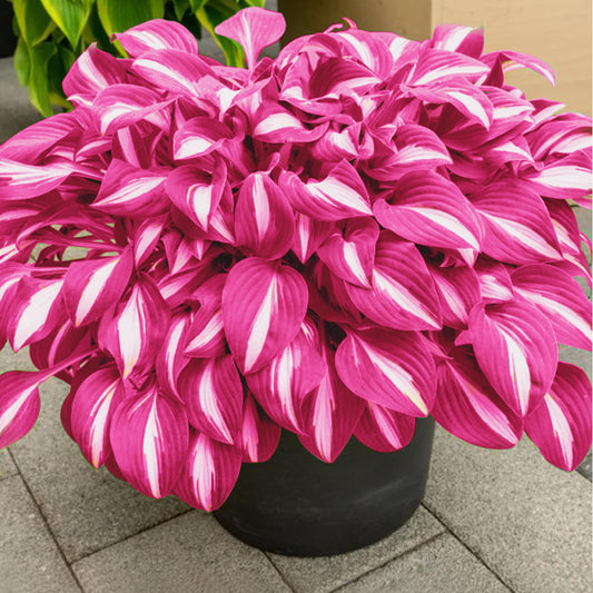 PLATAGO Hosta Seeds Perennial Hosta Plants Grow Easily Pink Hostas Bulbs for Planting Outdoor Patio Garden Shade Low Maintenance 100pcs