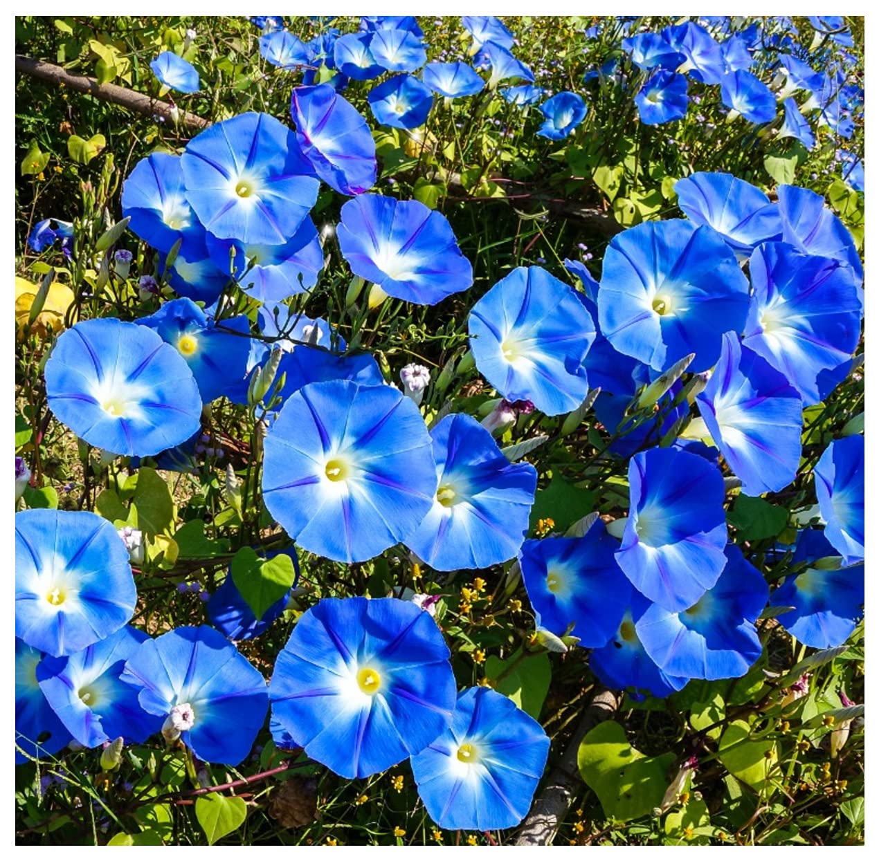 250 Heavenly Blue Morning Blooming Vine Seeds - Wonderful Climbing Heirloom Vine - Non GMO and Neonicotinoid Seed. Marde Ross & Company