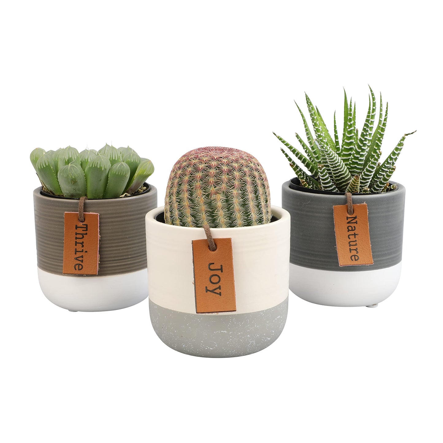 Succulents Plants Live in Plant Pot Set (3 Pack), Succulent Cactus Plants Live Plants, Indoor Plants Live Gardening Gifts for Plant Lovers, Live Succulents Plants Live Houseplants by Plants for Pets