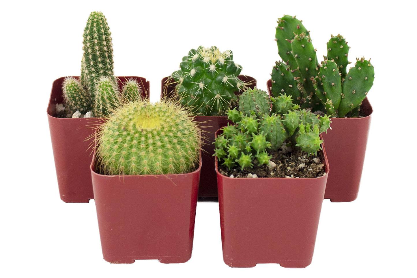 Shop Succulents | Can't Touch This Collection | Assortment of Hand Selected, Fully Rooted Live Indoor Cacti Plants, 5-Pack