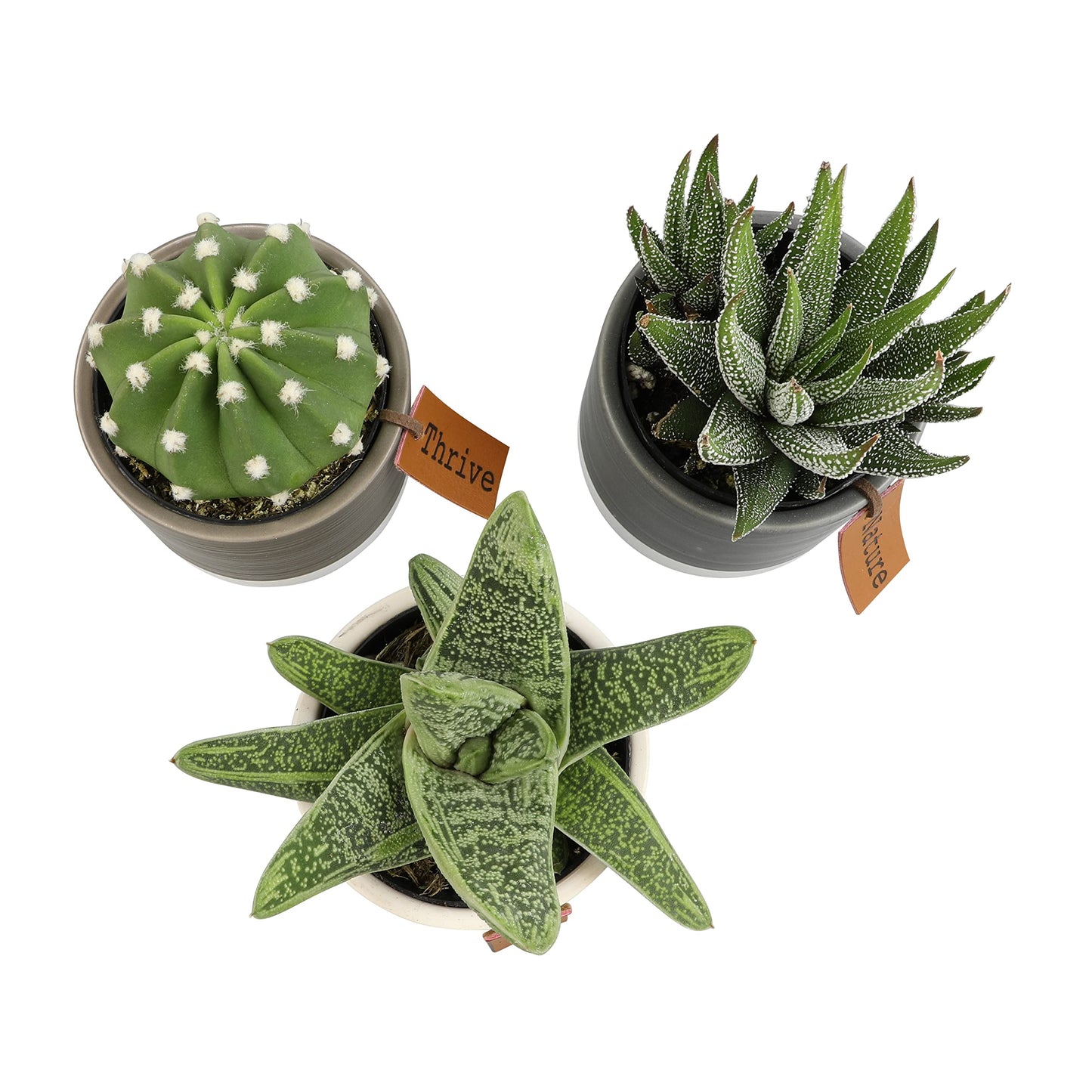 Succulents Plants Live in Plant Pot Set (3 Pack), Succulent Cactus Plants Live Plants, Indoor Plants Live Gardening Gifts for Plant Lovers, Live Succulents Plants Live Houseplants by Plants for Pets