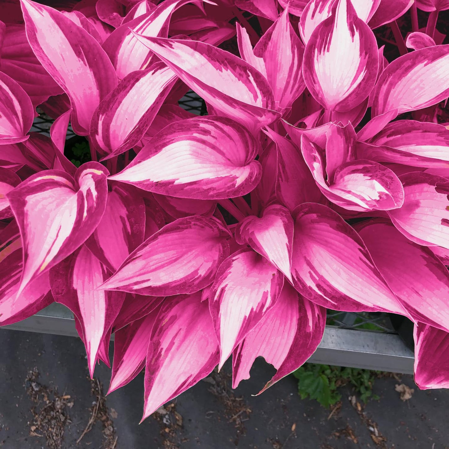 PLATAGO Hosta Seeds Perennial Hosta Plants Grow Easily Pink Hostas Bulbs for Planting Outdoor Patio Garden Shade Low Maintenance 100pcs