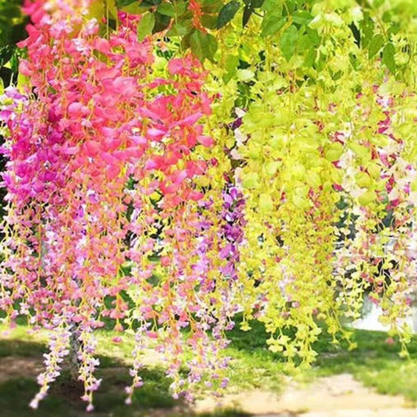 30+ Rare Wisteria Tree Seeds Mixed Color - Exquisite Ornamental Vine Climber for Your Garden
