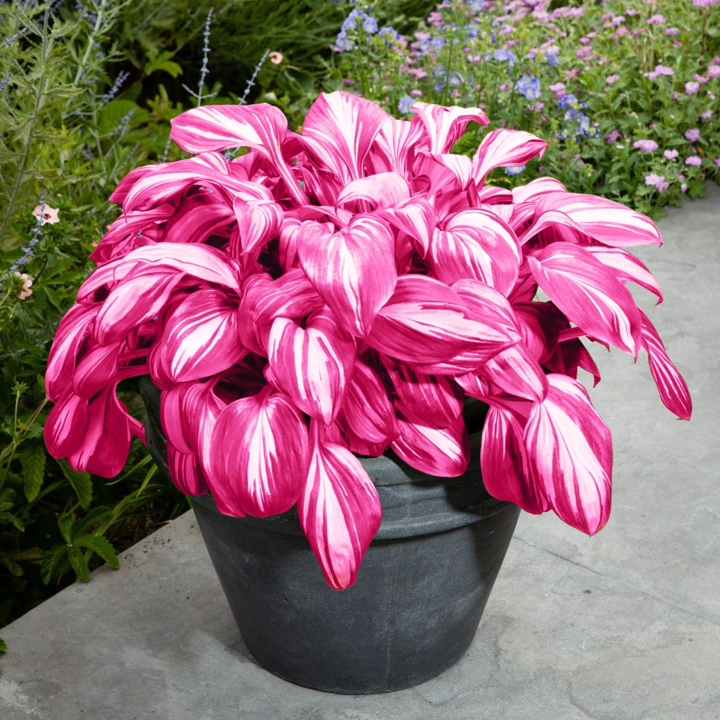 PLATAGO Hosta Seeds Perennial Hosta Plants Grow Easily Pink Hostas Bulbs for Planting Outdoor Patio Garden Shade Low Maintenance 100pcs